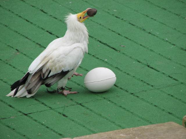 V58IMG_1505